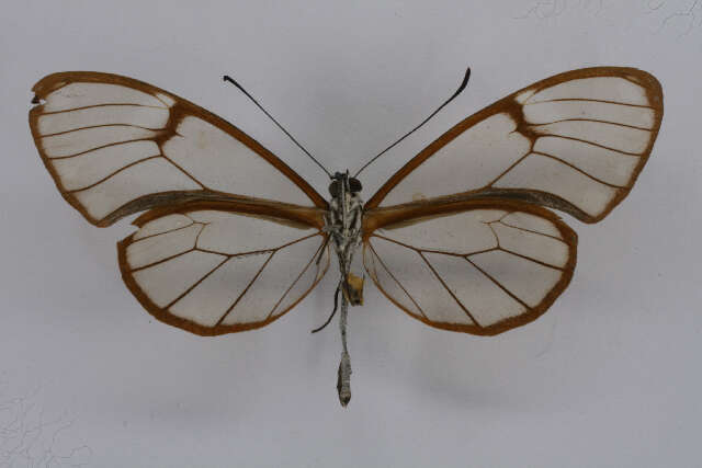 Image of Pteronymia artena Hewitson 1854