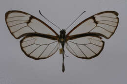 Image of Pteronymia artena Hewitson 1854