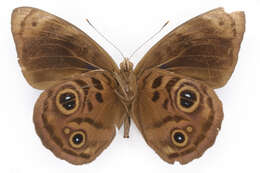 Image of Biota