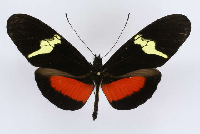 Image of Heliconius