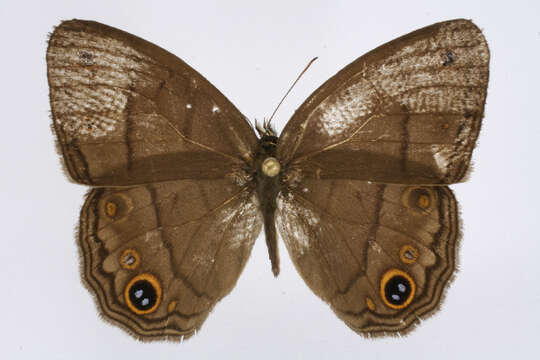 Euptychiina的圖片