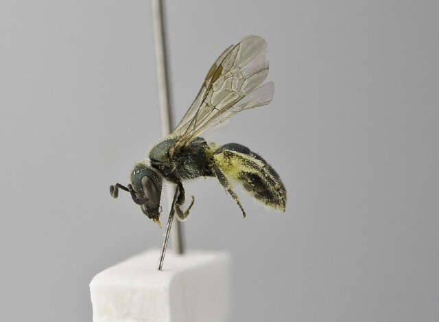 Lasioglossum nitidulum (Fabricius 1804)的圖片