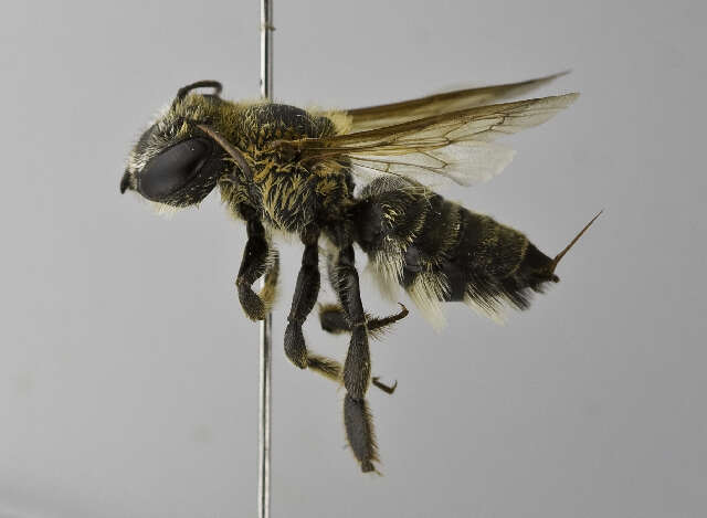 Image of Megachile