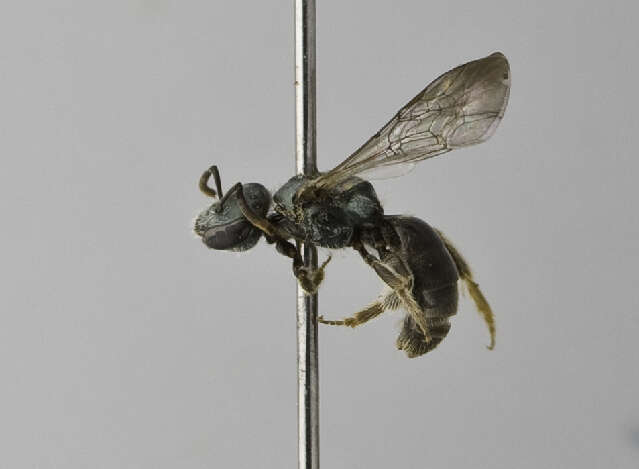 Image of Insecta