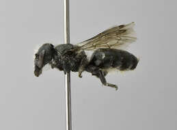 Image of Osmia glauca (Fowler 1899)