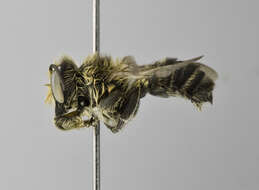 Image of Megachile integrella Mitchell 1926