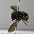 Image of Pseudoanthidium