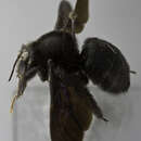 Sivun Xylocopa erythrina Gribodo 1894 kuva