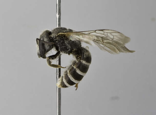 Image of Halictus