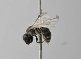 Lasioglossum transitorium (Schenck 1868)的圖片