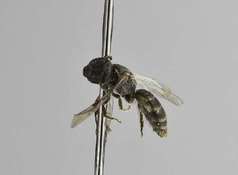 Image of Lasioglossum minutissimum (Kirby 1802)