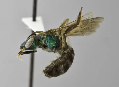 Agapostemon semimelleus Cockerell 1900的圖片