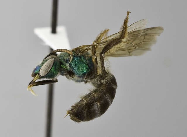 صورة Agapostemon semimelleus Cockerell 1900