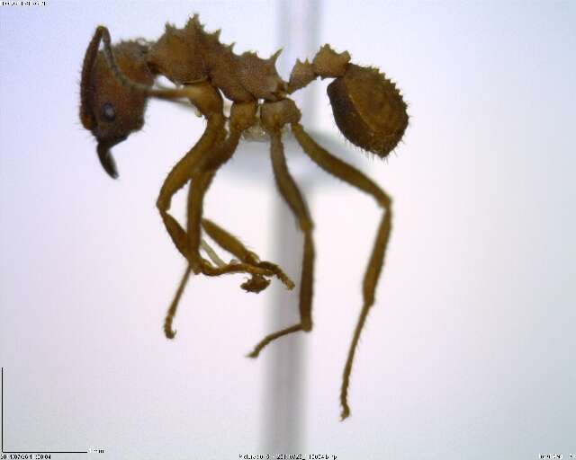 Imagem de Acromyrmex