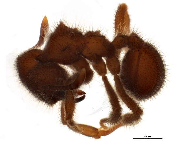 Imagem de Acromyrmex