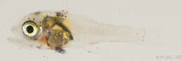 Image of Apogonichthyoides