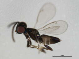 Image of eupelmid wasps