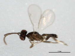 Image of eupelmid wasps