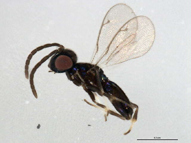 Image of eupelmid wasps