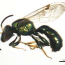 Image of Caenaugochlora Michener 1954