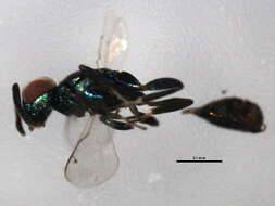 Image of eupelmid wasps