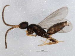 Image of sclerogibbid wasp