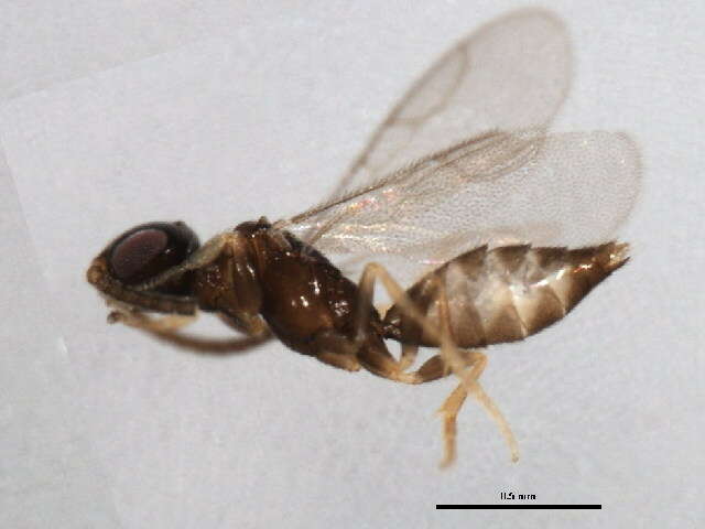 Image of sclerogibbid wasp