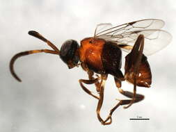 Image of ensign wasps