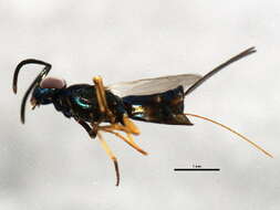 Image of eupelmid wasps