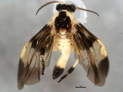 Image of argid sawflies