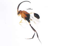 Image of Semaeomyia
