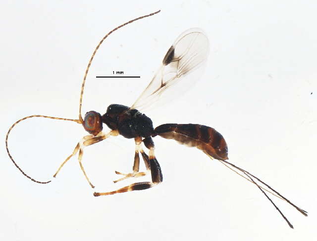 Image of Glyptocolastes