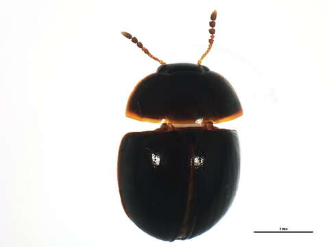 Image of Anisotoma inops Brown & W. J. 1937