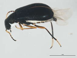 Image of <i>Hypebaeus apicalis</i>