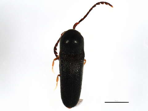 Image of false click beetles