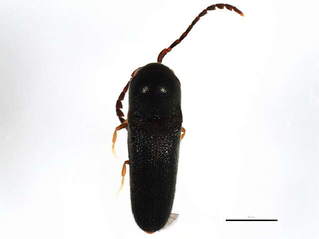 Image of false click beetles