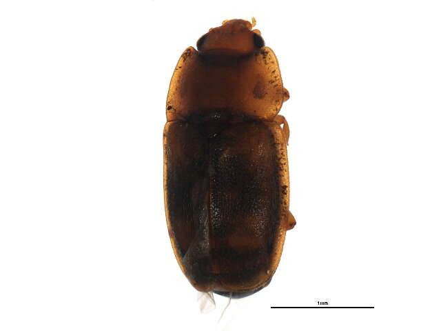 Image of Epuraea unicolor