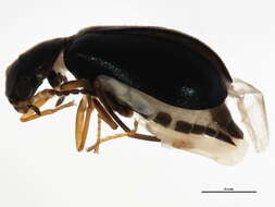 Image of <i>Hypebaeus apicalis</i>