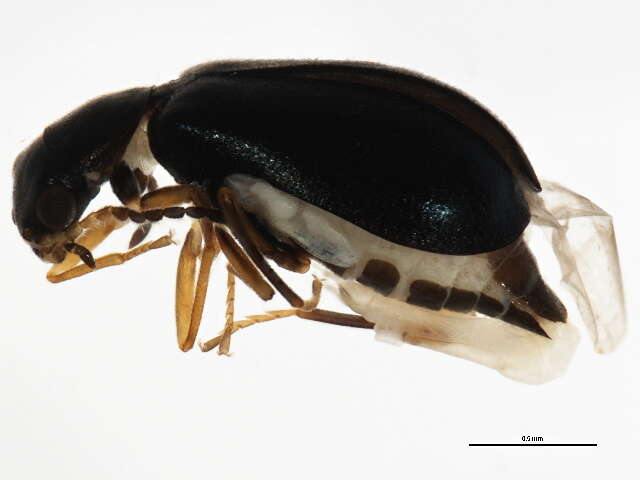 Image of <i>Hypebaeus apicalis</i>