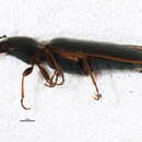 Image of <i>Sylvanelater cylindriformis</i>