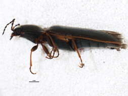 Image of <i>Sylvanelater cylindriformis</i>