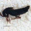 Image of Aleochara (Xenochara) rubripennis (Fauvel 1872)