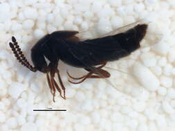 Image of Aleochara (Xenochara) rubripennis (Fauvel 1872)