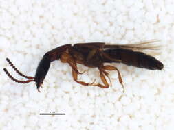 Image of Nudobius