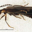 Image of <i>Podabrus modestus</i>