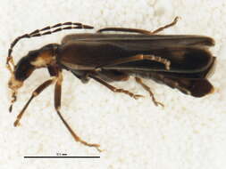 <i>Podabrus modestus</i>的圖片