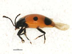 Image of Endomychus biguttatus Say 1824