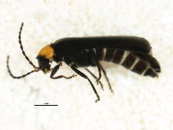 Image of <i>Silis percomis</i>