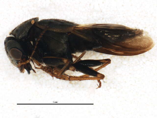 Image of Gold-and-brown Rove Beetle