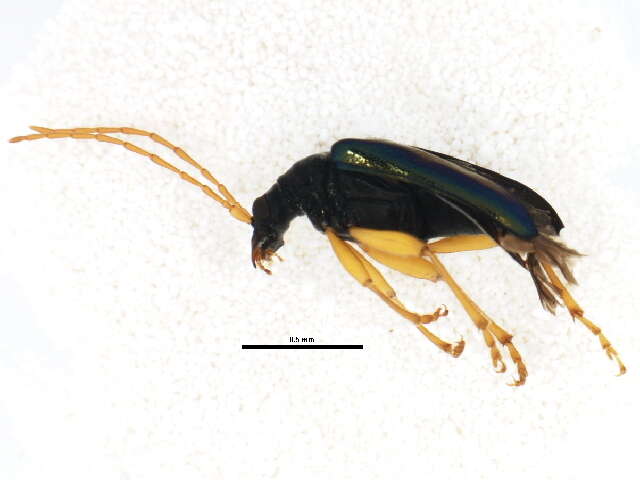 صورة Gaurotes cyanipennis (Say 1824)